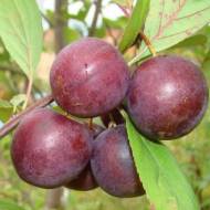 Саженец Сливово-вишневый гибрид Мейнор